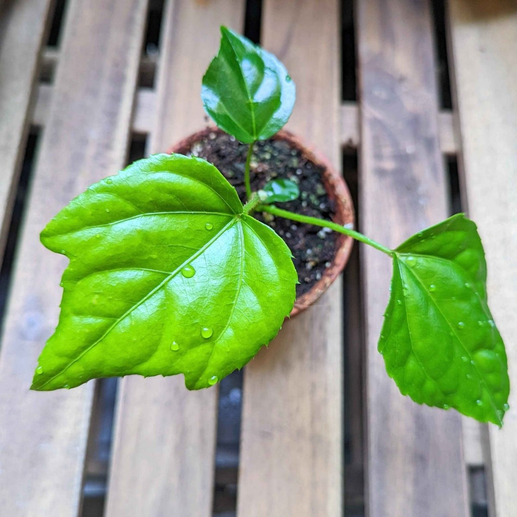Fatsia Japonica 'Japanese Aralia' Seeds, view 10