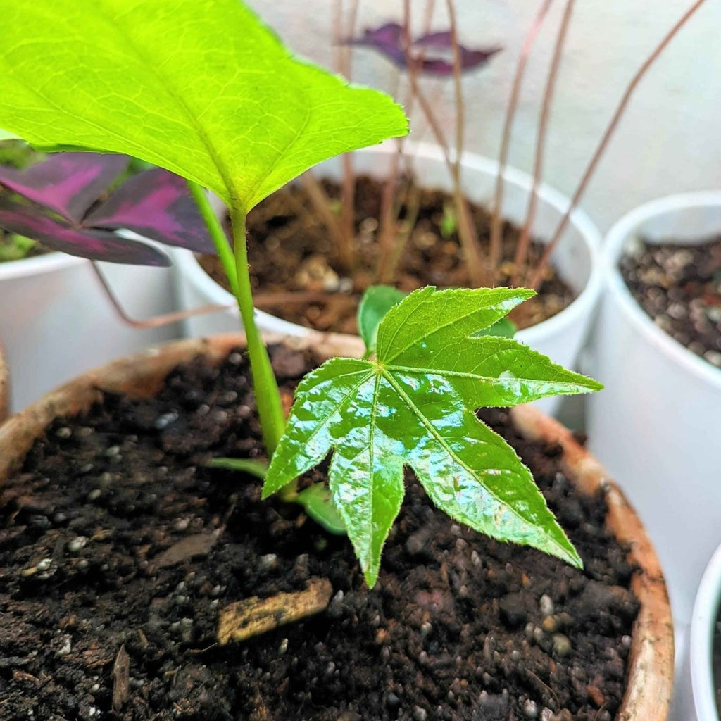 Fatsia Japonica 'Japanese Aralia' Seeds, view 11