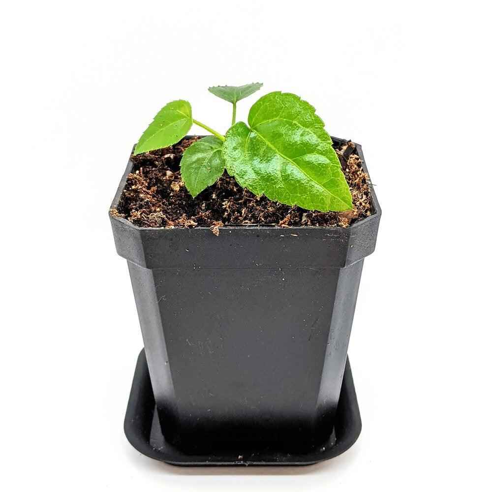 Fatsia Japonica 'Japanese Aralia' Seeds, view 9