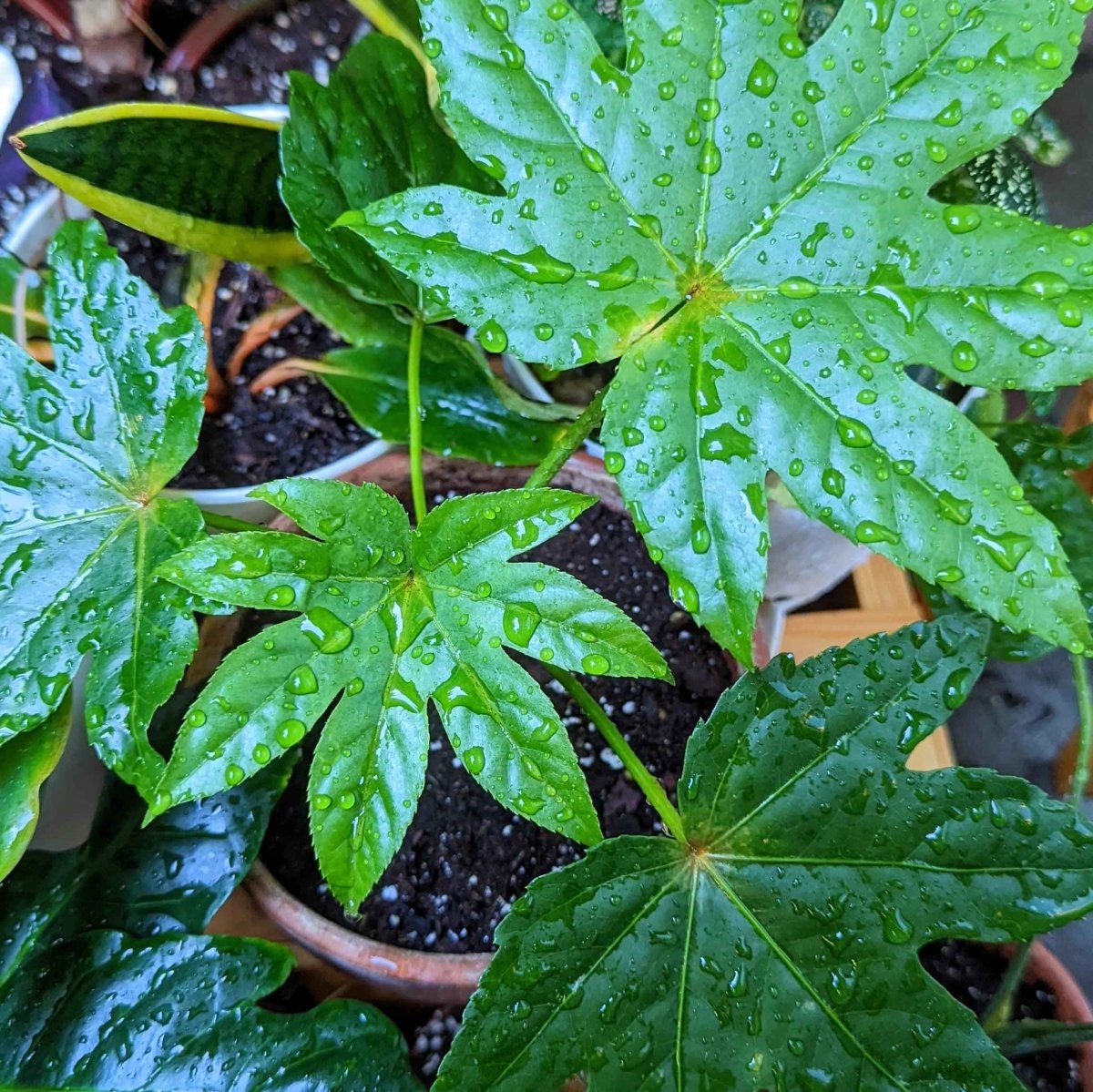 Fatsia Japonica 'Japanese Aralia' Seeds, view 14