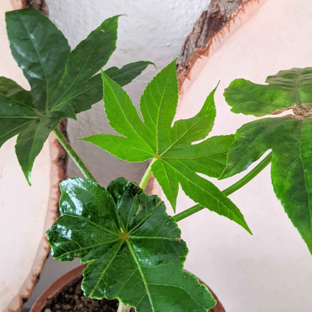 Fatsia Japonica 'Japanese Aralia' Seeds, view 13