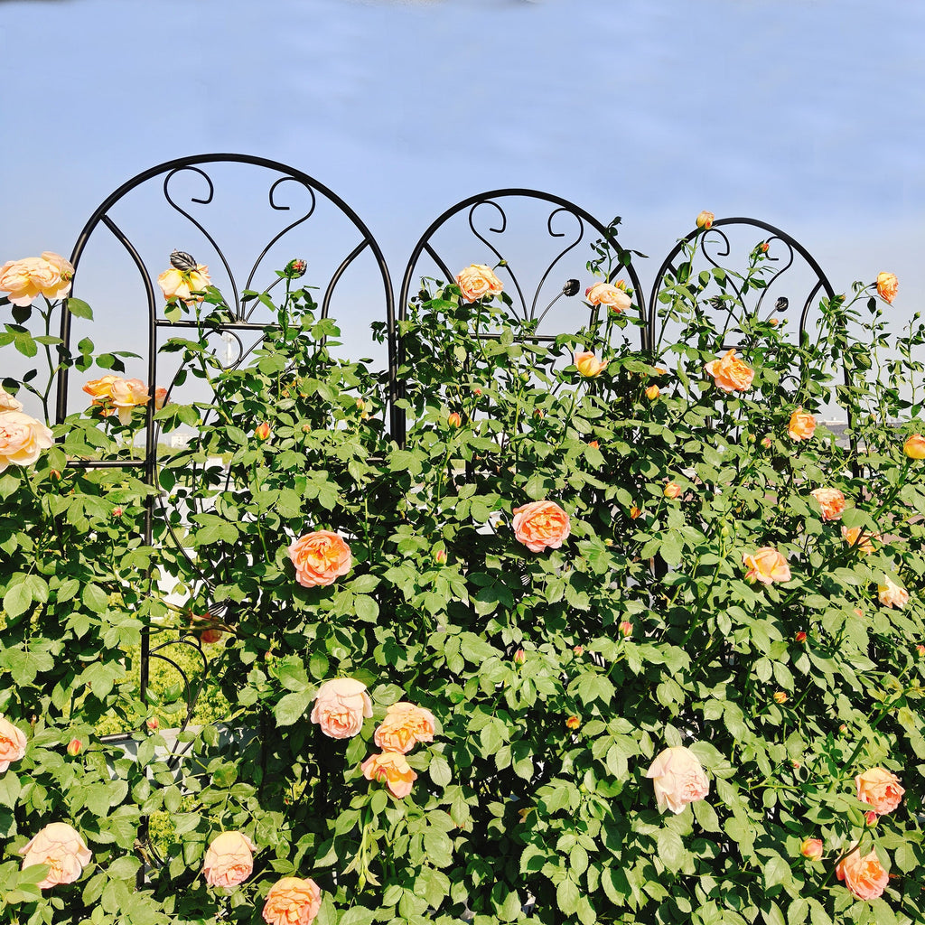 2 Pack Peacock Metal Garden Trellis, view 3