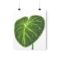 Philodendron Gloriosum Botanical Print – Unframed Wall Art, view 9
