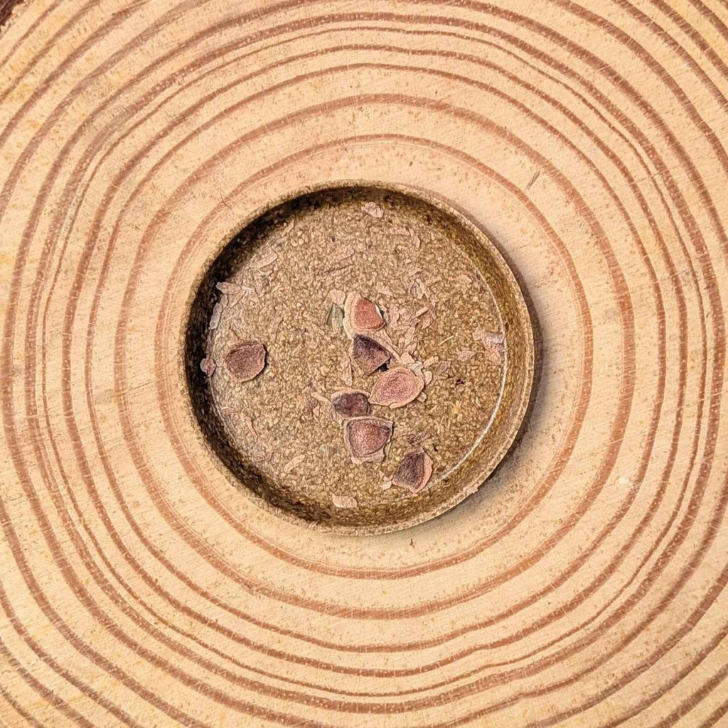 Grevillea Robusta 'Silver Oak' Seeds, view 2