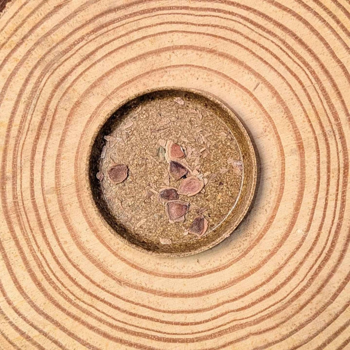 Grevillea Robusta 'Silver Oak' Seeds, view 2