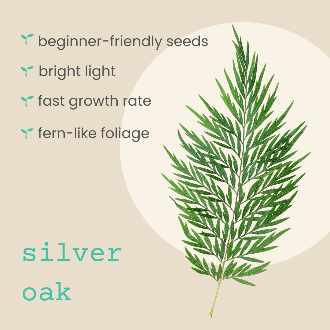 Grevillea Robusta 'Silver Oak' Seeds, view 4