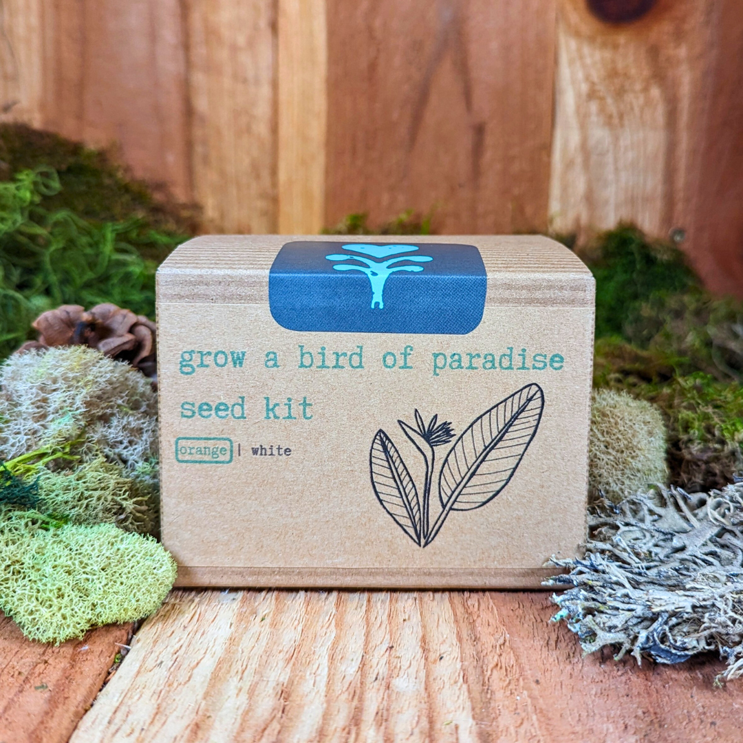 Grow a Bird of Paradise Plant Seed Kit, view 7