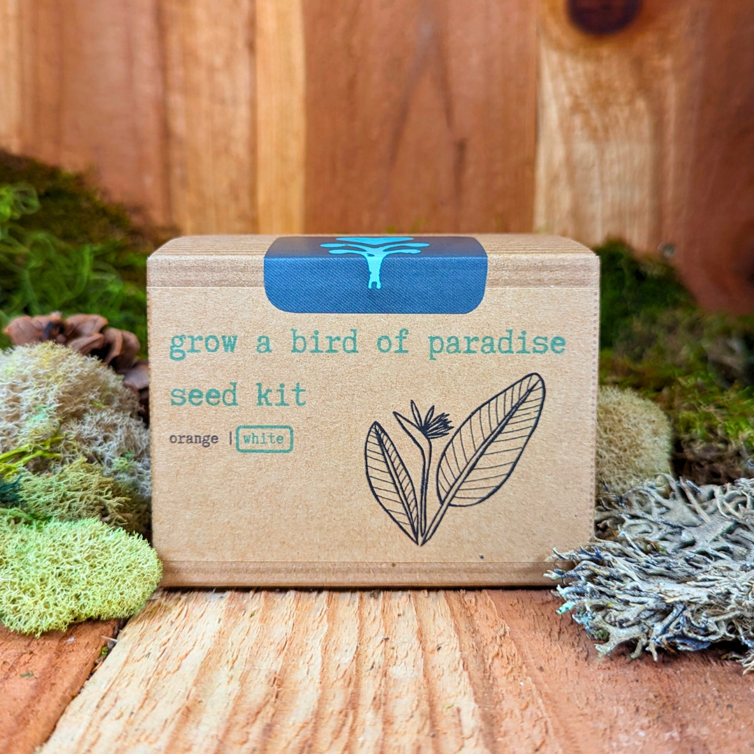 Grow a Bird of Paradise Plant Seed Kit, view 3