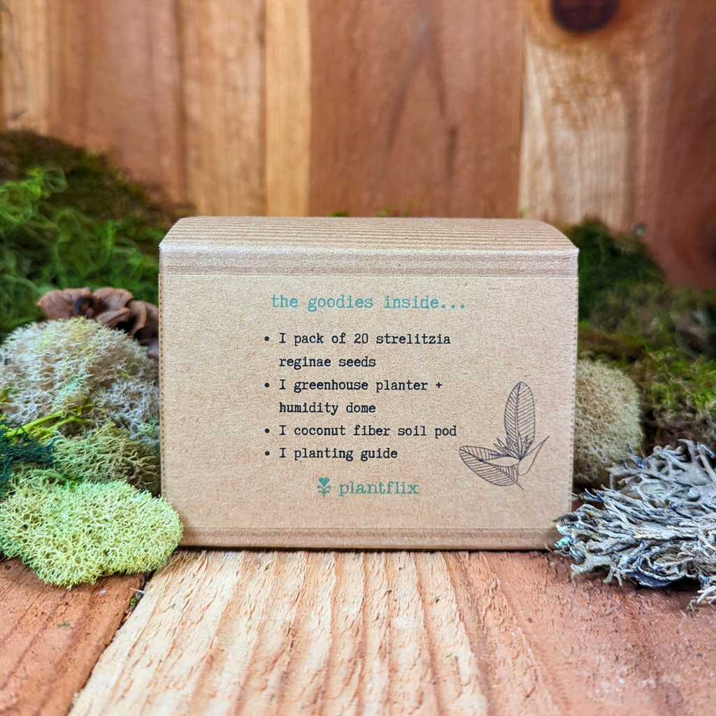 Grow a Bird of Paradise Plant Seed Kit, view 9