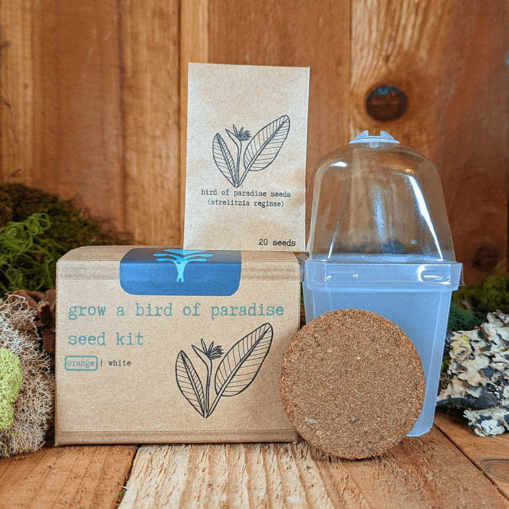 Grow a Bird of Paradise Plant Seed Kit, view 6