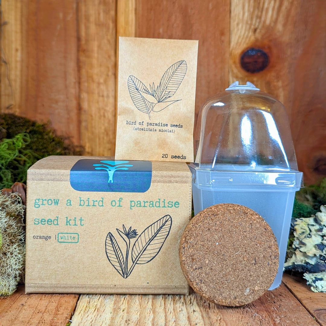 Grow a Bird of Paradise Plant Seed Kit, view 2