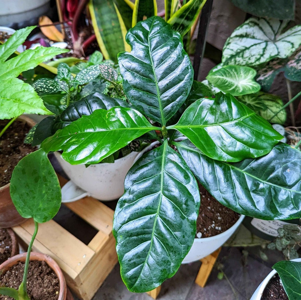 Grow a Coffee Plant Seed Kit, view 9