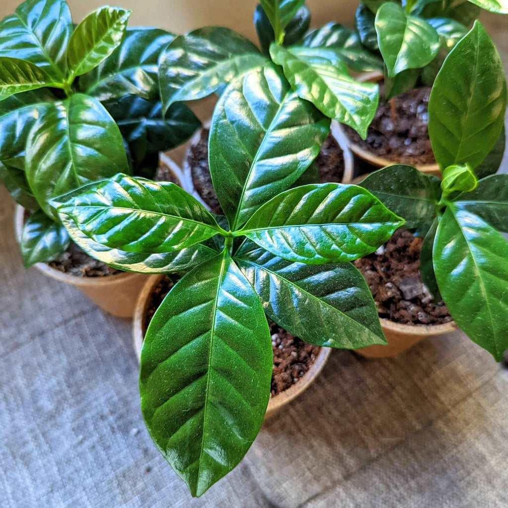 Grow a Coffee Plant Seed Kit, view 3