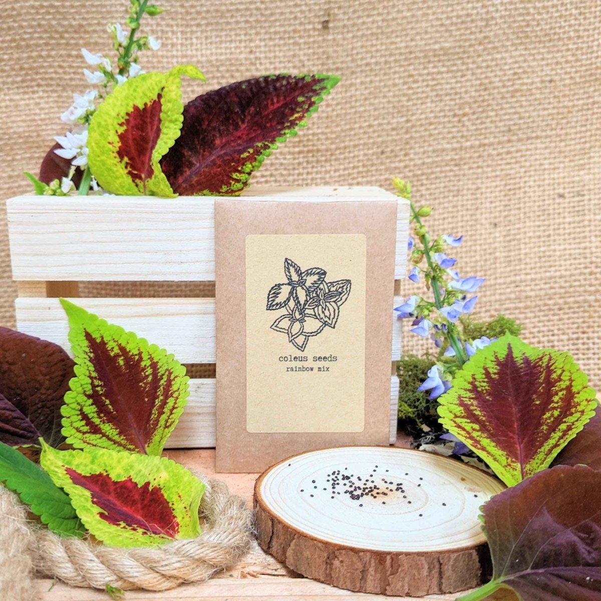 Grow a Coleus Seed Kit, view 5