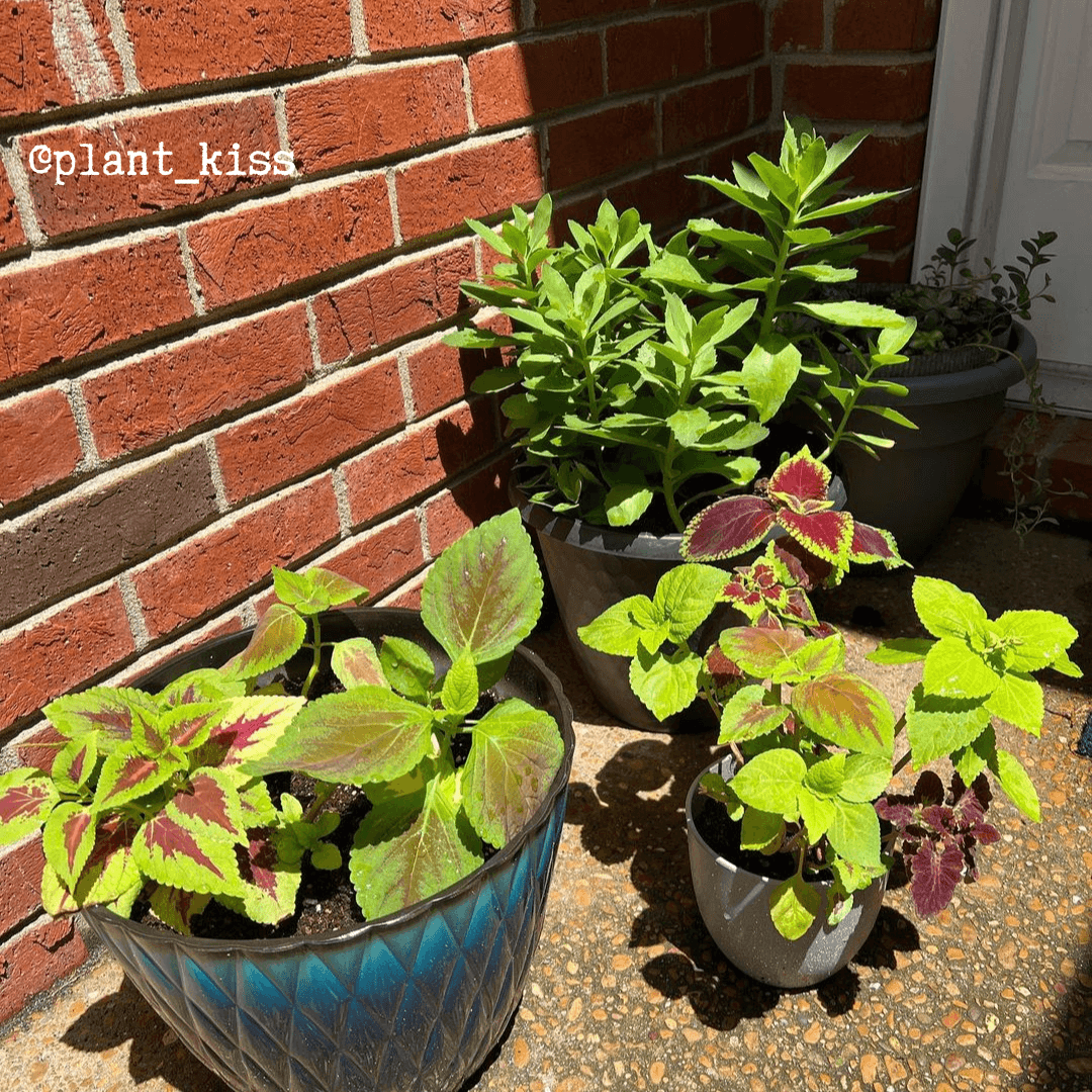 Grow a Coleus Seed Kit