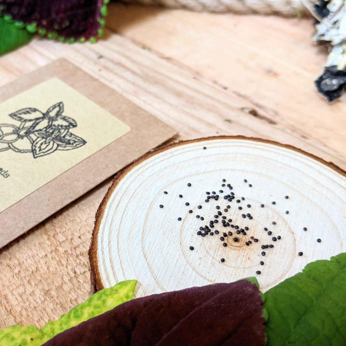 Grow a Coleus Seed Kit, view 6