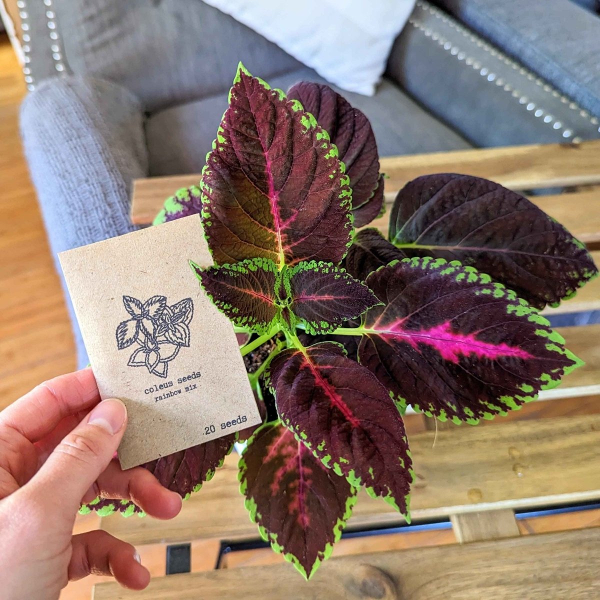 Grow a Coleus Seed Kit, view 7