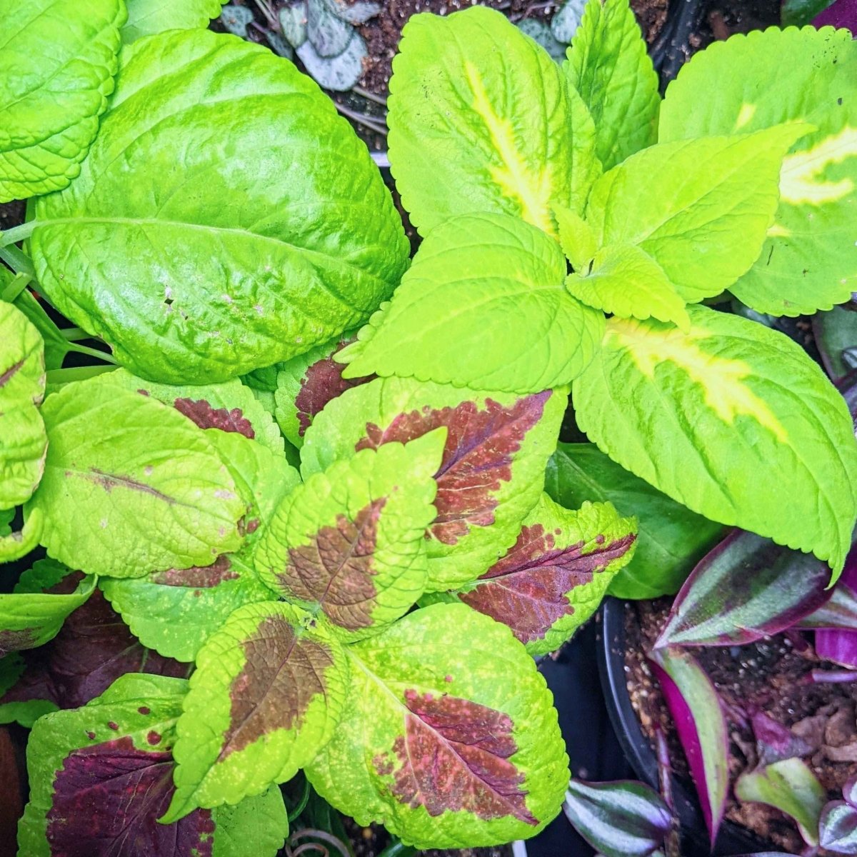 Grow a Coleus Seed Kit, view 8