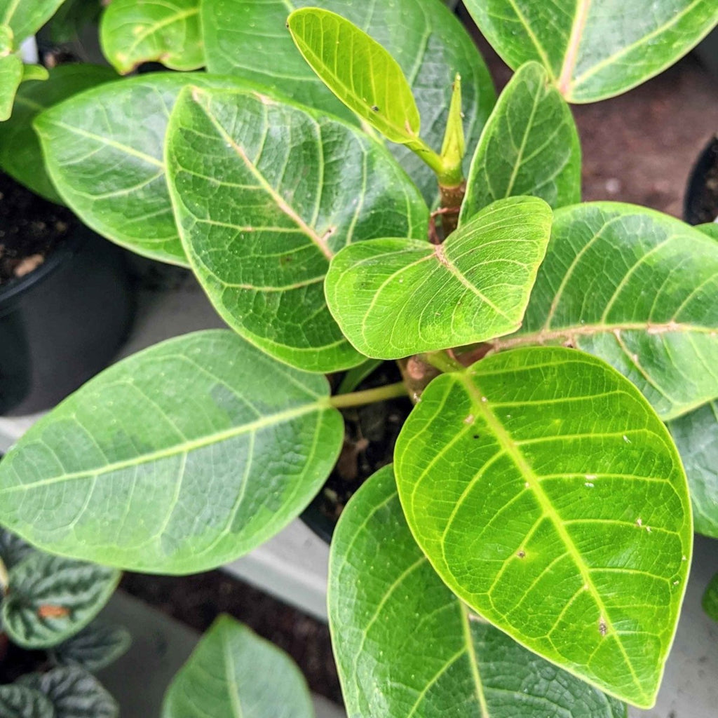 Grow a Ficus Altissima Seed Kit, view 5