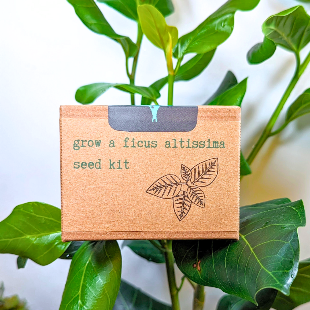 Grow a Ficus Altissima Seed Kit, view 2