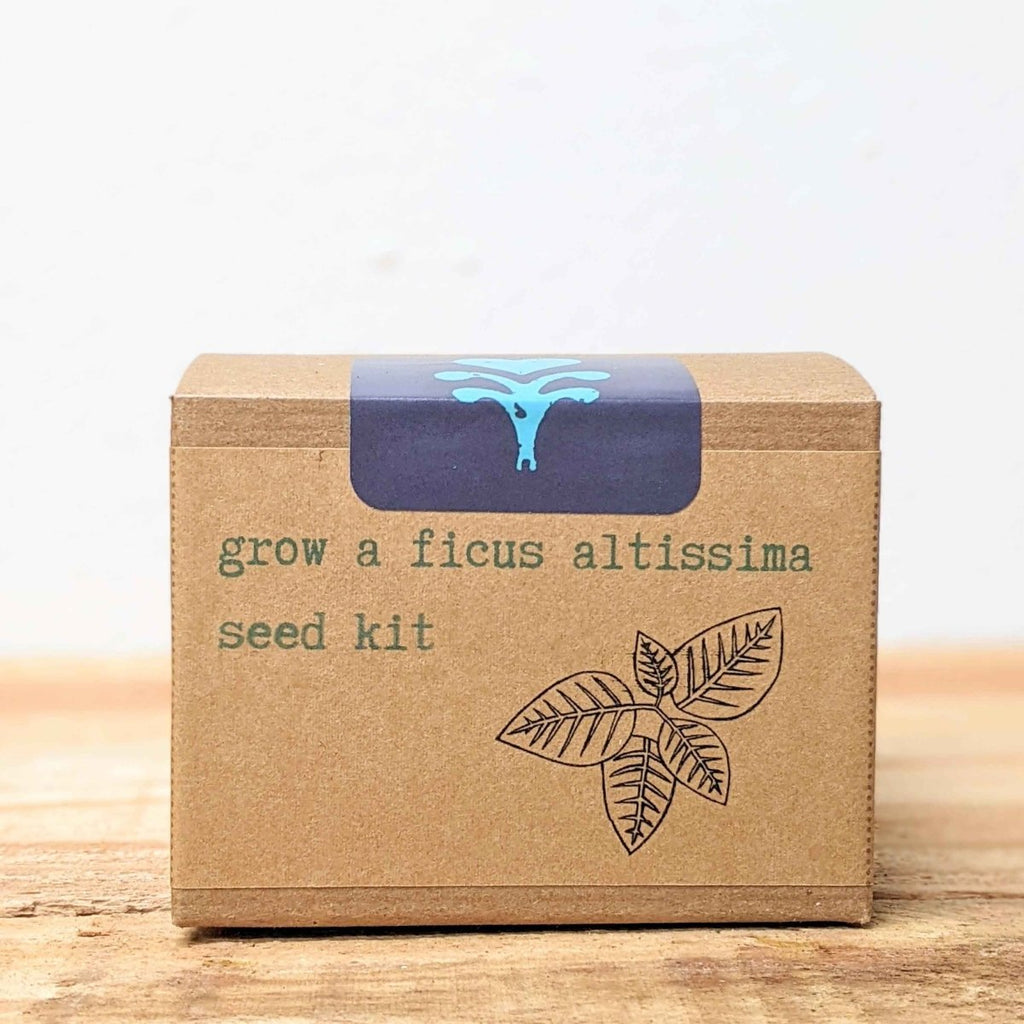 Grow a Ficus Altissima Seed Kit, view 7