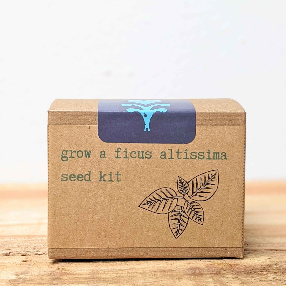 Grow a Ficus Altissima Seed Kit, view 7