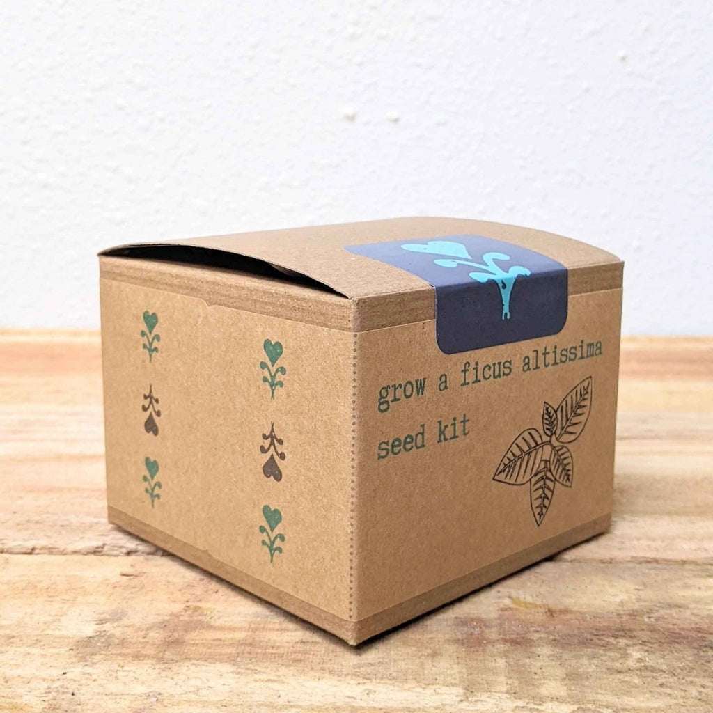 Grow a Ficus Altissima Seed Kit, view 10
