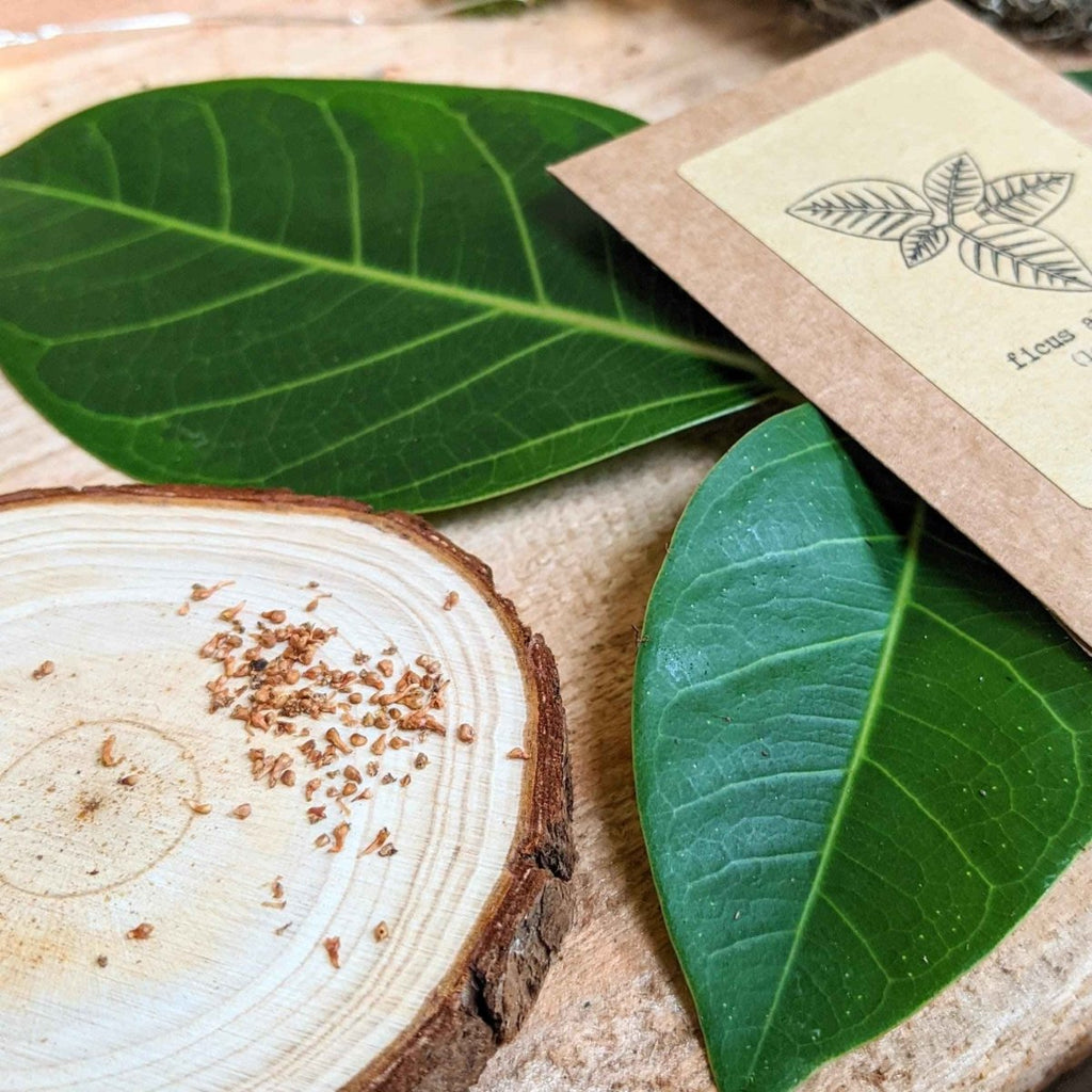 Grow a Ficus Altissima Seed Kit, view 6