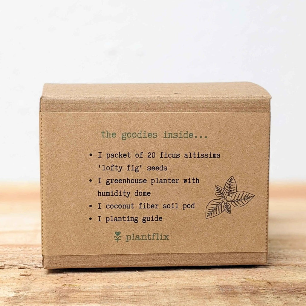 Grow a Ficus Altissima Seed Kit, view 8