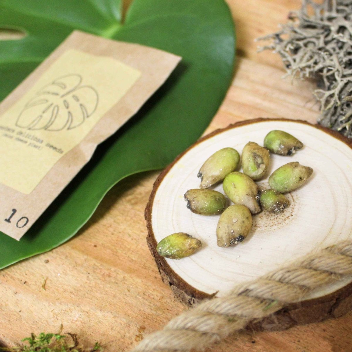 Grow a Monstera Seed Kit, view 3