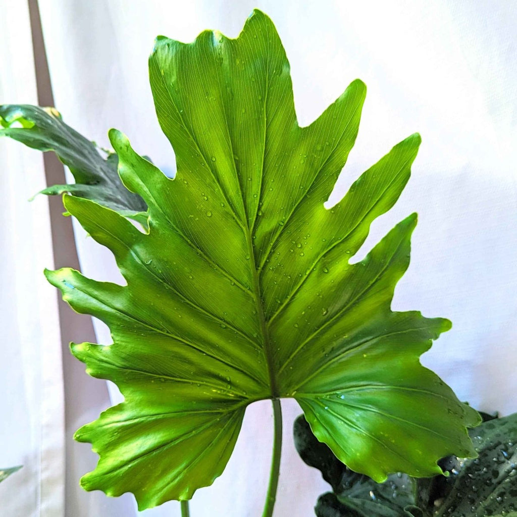 Grow a Philodendron Seed Kit, view 8