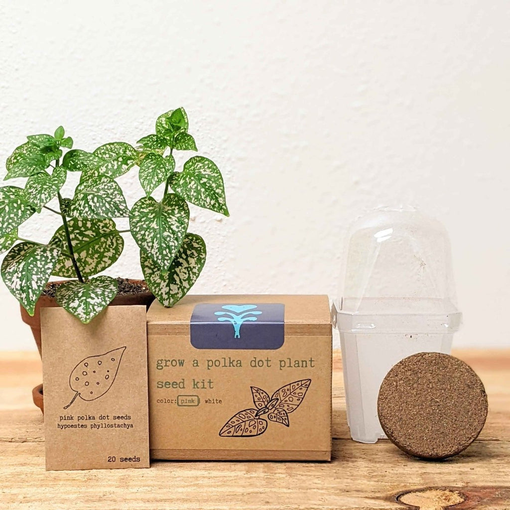 Grow a Polka Dot Seed Kit, view 2