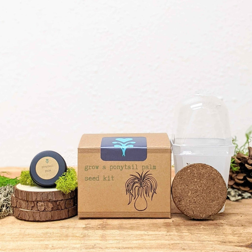 Grow a Ponytail Palm Seed Kit, view 4
