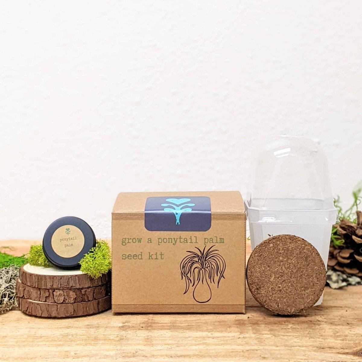 Grow a Ponytail Palm Seed Kit, view 4