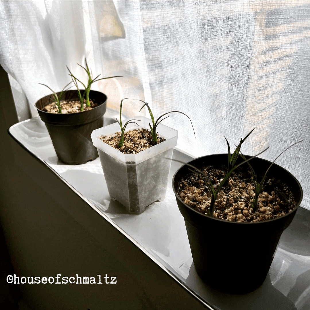 Grow a Ponytail Palm Seed Kit, view 5