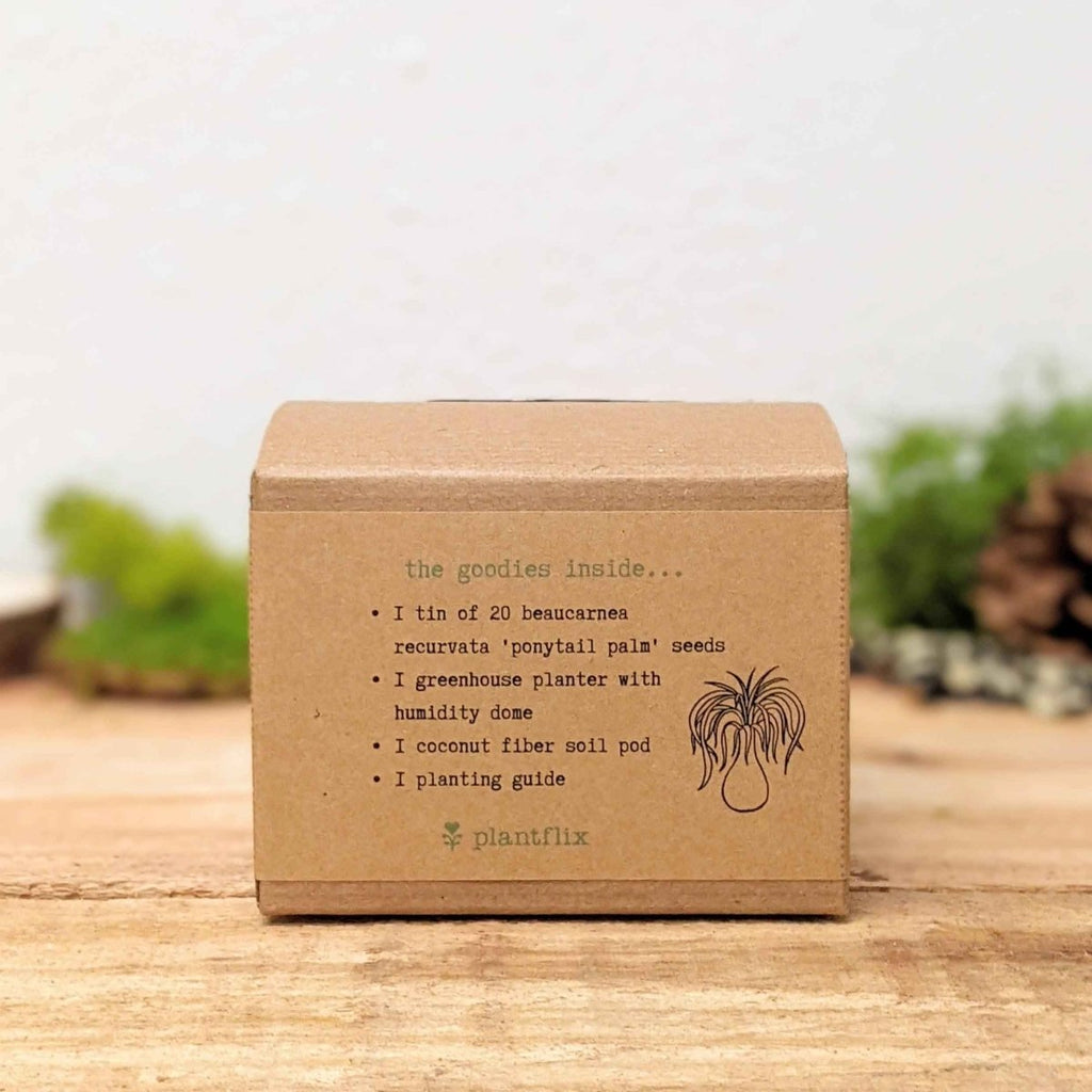 Grow a Ponytail Palm Seed Kit, view 2