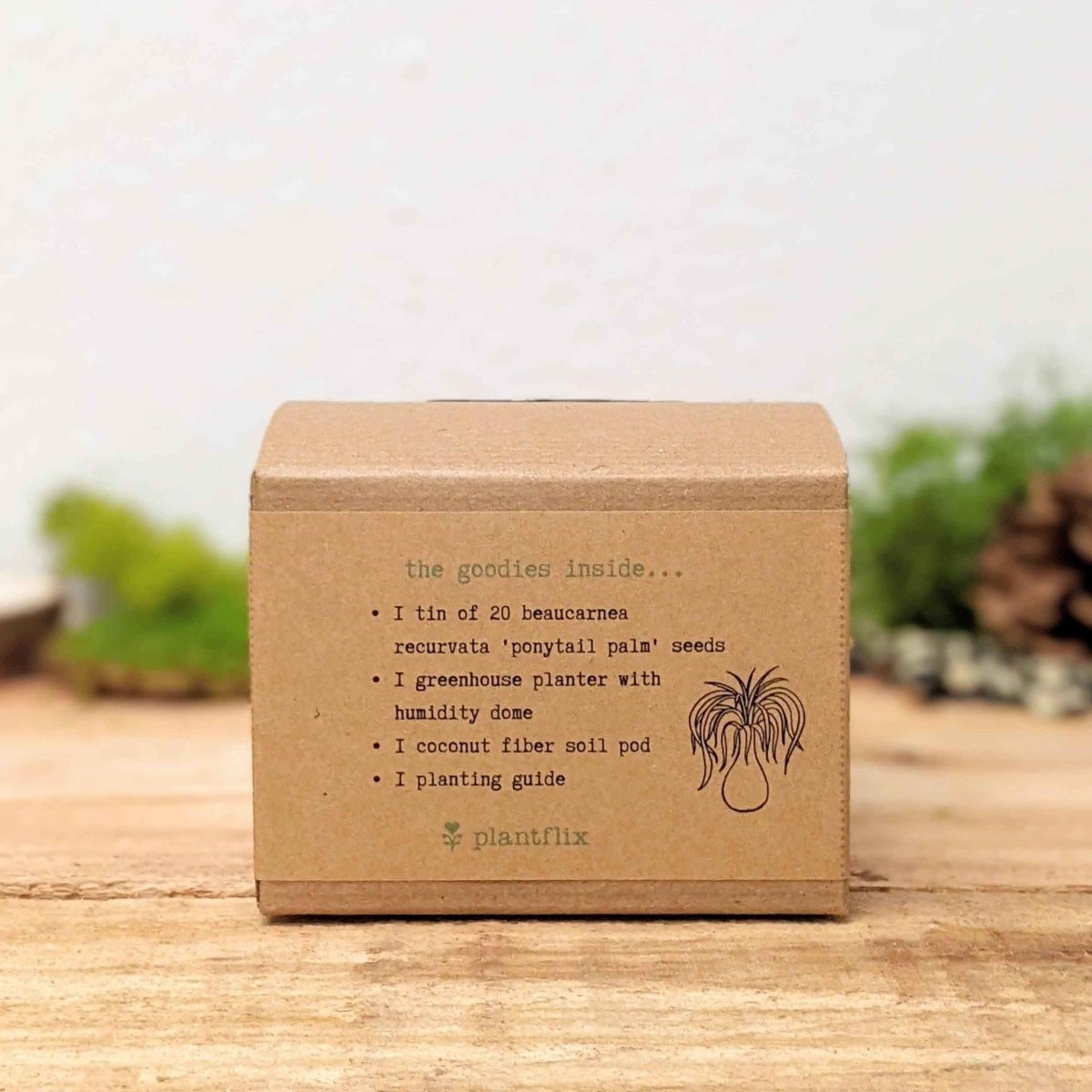 Grow a Ponytail Palm Seed Kit, view 2