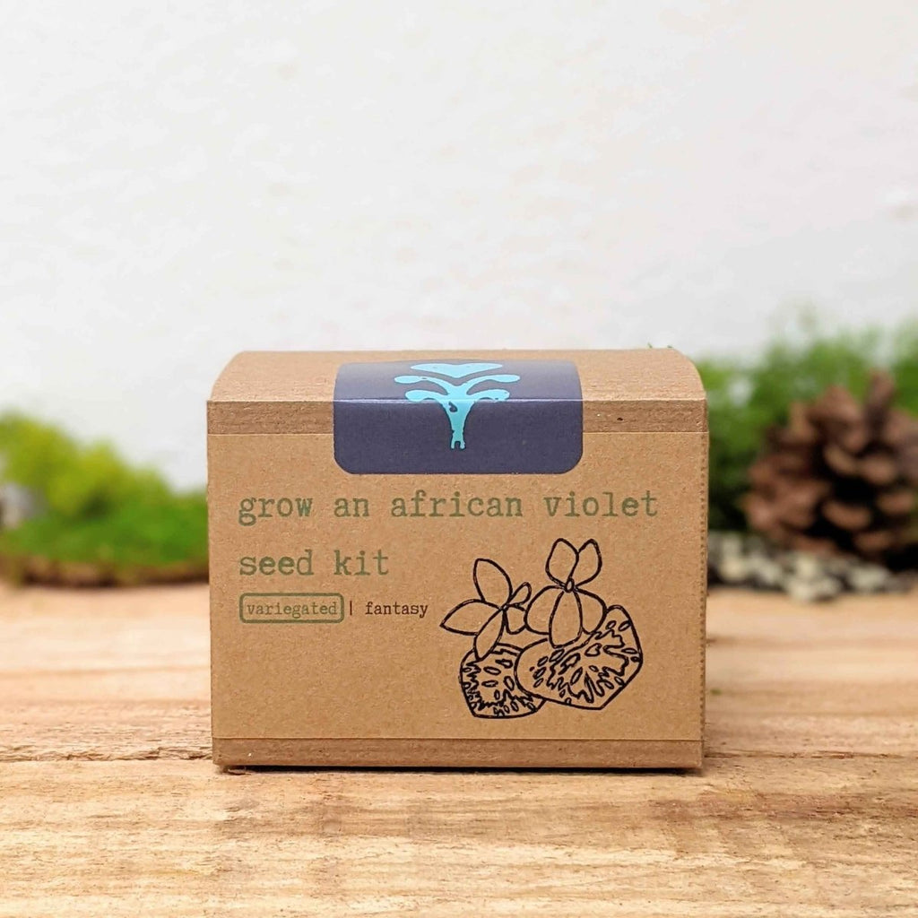 Grow an African Violet Seed Kit, view 11