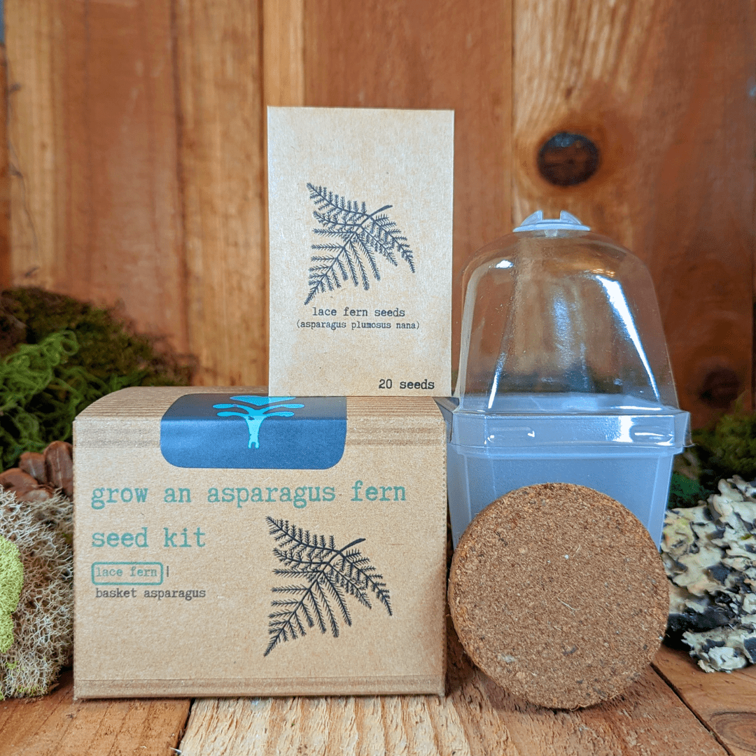 Grow an Asparagus Fern Plant Seed Kit, view 2
