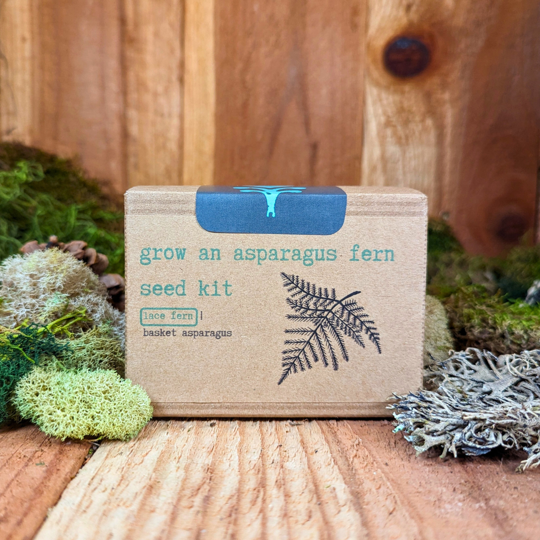 Grow an Asparagus Fern Plant Seed Kit, view 3