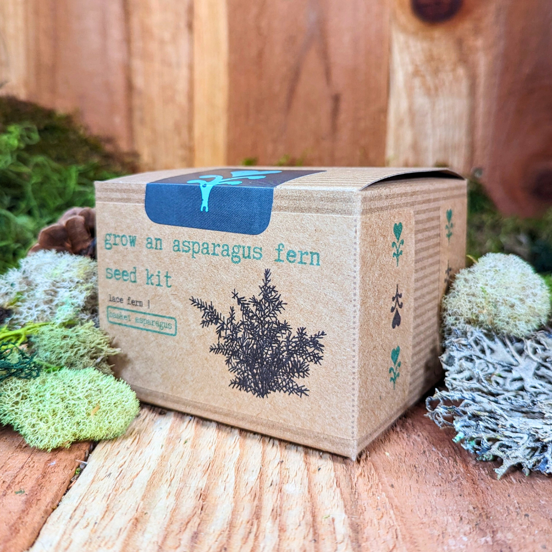 Grow an Asparagus Fern Plant Seed Kit, view 7