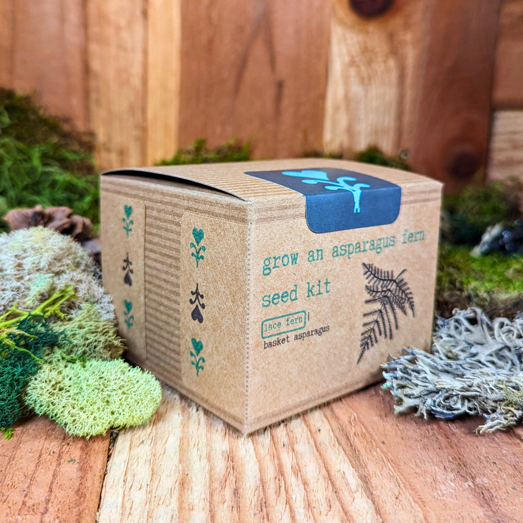 Grow an Asparagus Fern Plant Seed Kit, view 4
