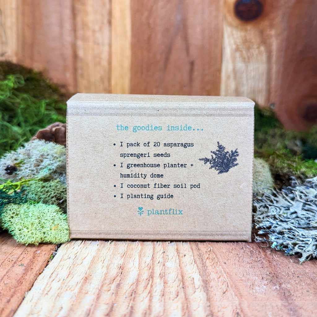 Grow an Asparagus Fern Plant Seed Kit, view 8