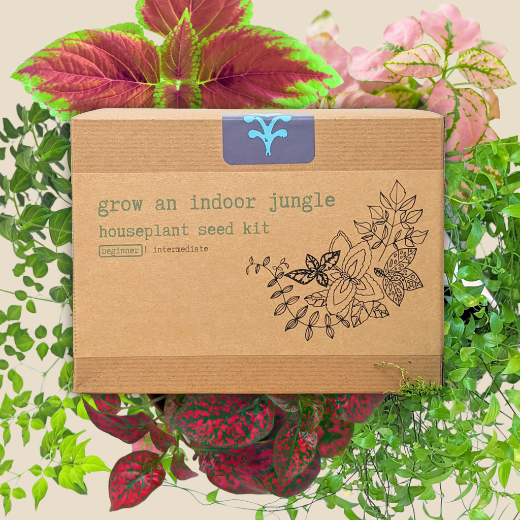 "Grow an Indoor Jungle" Houseplant Seed Kit, view 3
