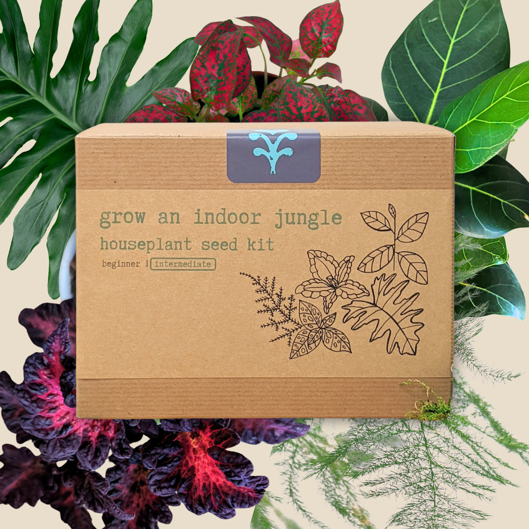 "Grow an Indoor Jungle" Houseplant Seed Kit, view 6