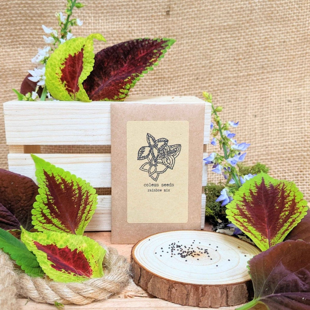 "Grow your own Jungle" Houseplant Seed Collection, view 5