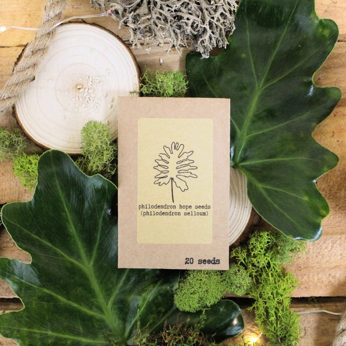 "Grow your own Jungle" Houseplant Seed Collection, view 8