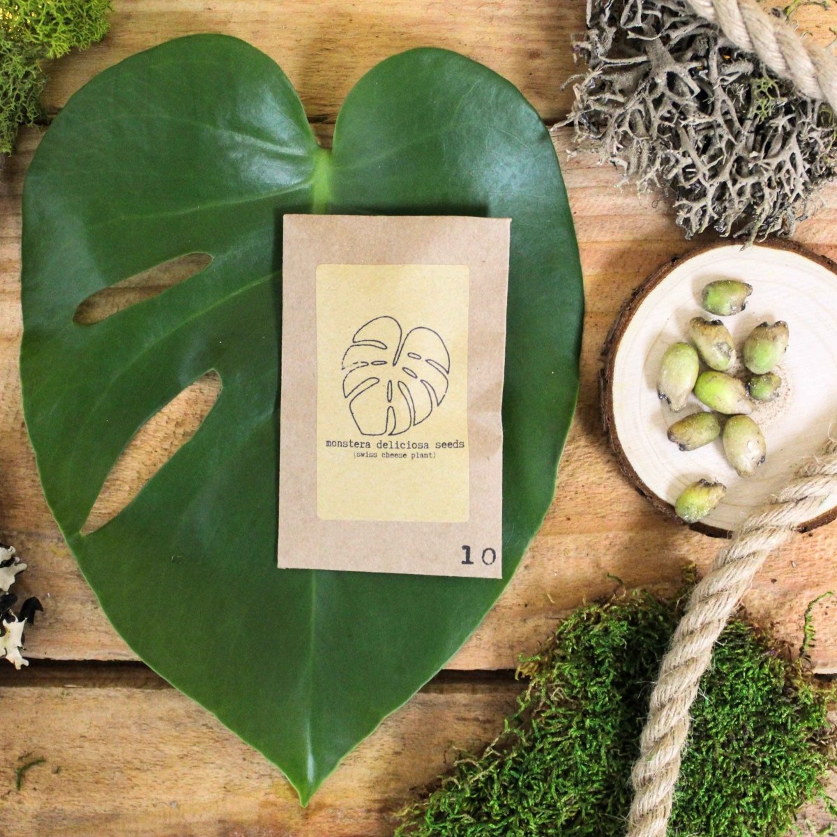 "Grow your own Jungle" Houseplant Seed Collection, view 10