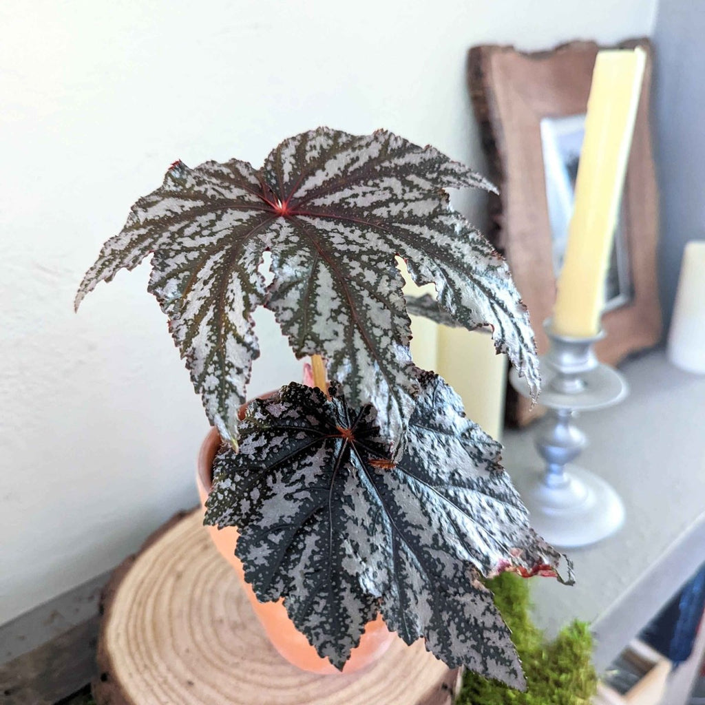 Gryphon Begonia Seeds, view 4