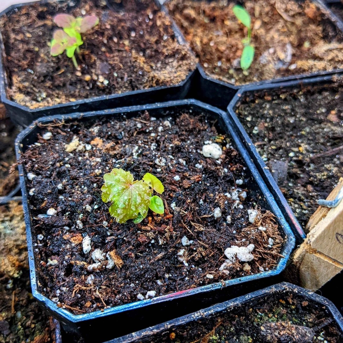 Gryphon Begonia Seeds, view 5